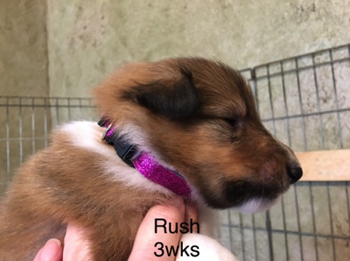 Rush 3wks